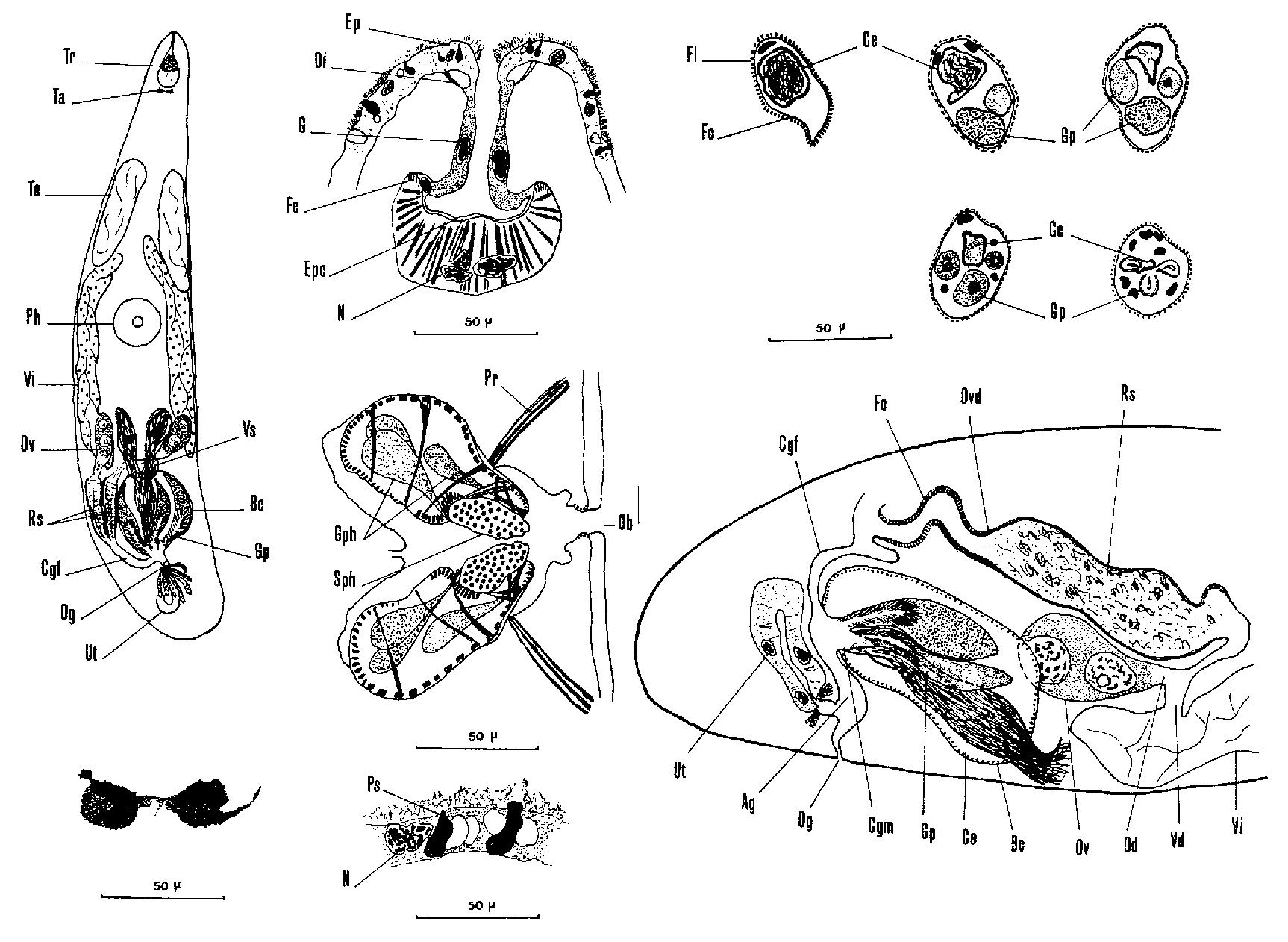 Представитель Семейства Acrumenidae